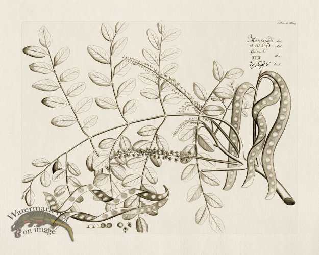 (image for) HORTUS VOl 06 14