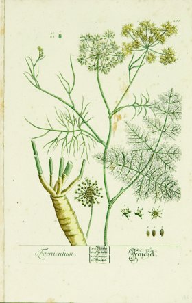 Blackwell German 088