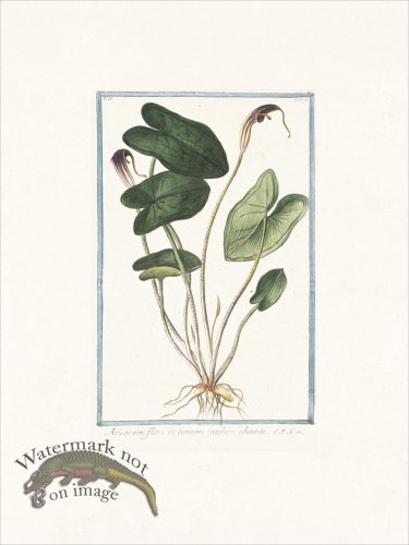 (image for) Bonelli 178 Mouse plant