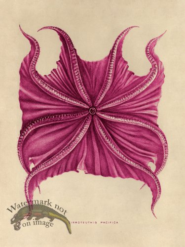 (image for) Octopus Pink 06