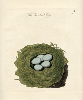 Wheat Ear Nest Eggs