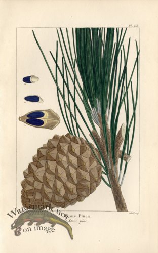 (image for) Stone Pine