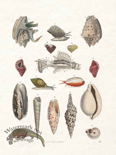 (image for) Shell BOTW 14