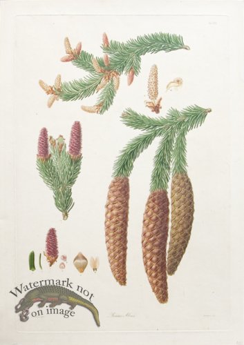 (image for) LG Pine Cone 15