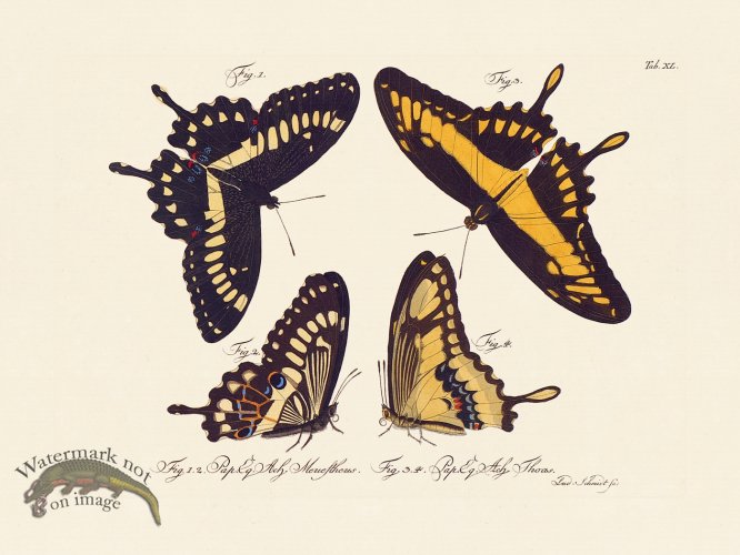 (image for) Jablonsky Butterfly 040