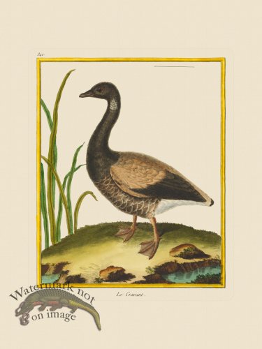 (image for) Martinet Bird 342