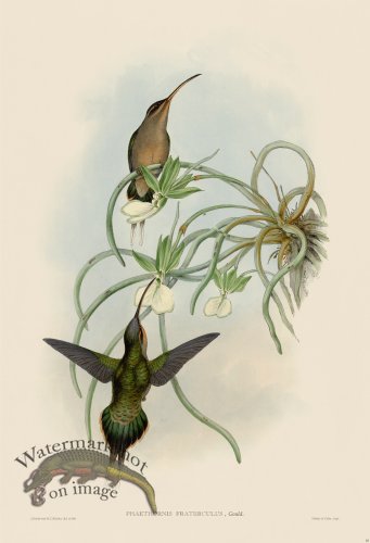 (image for) Gould Hummingbird 018