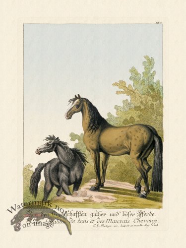 (image for) Ridingers Horses 05