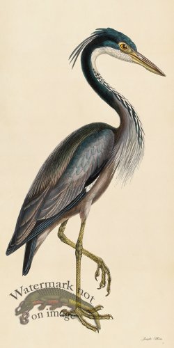 (image for) Rudbeck CFA 37 Purple Heron