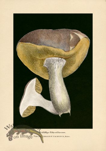 (image for) Beths Shrooms 08