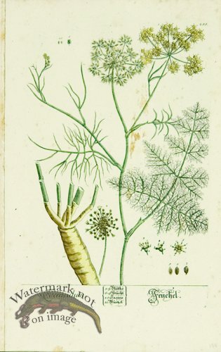 (image for) Blackwell German 088