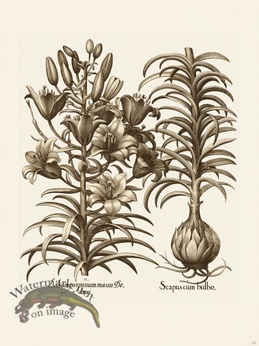 (image for) Besler 085 B1