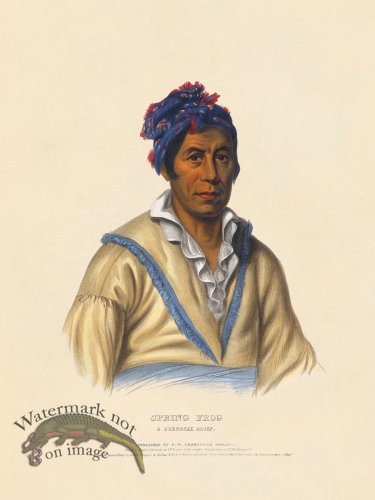 (image for) Spring Frog Cherokee