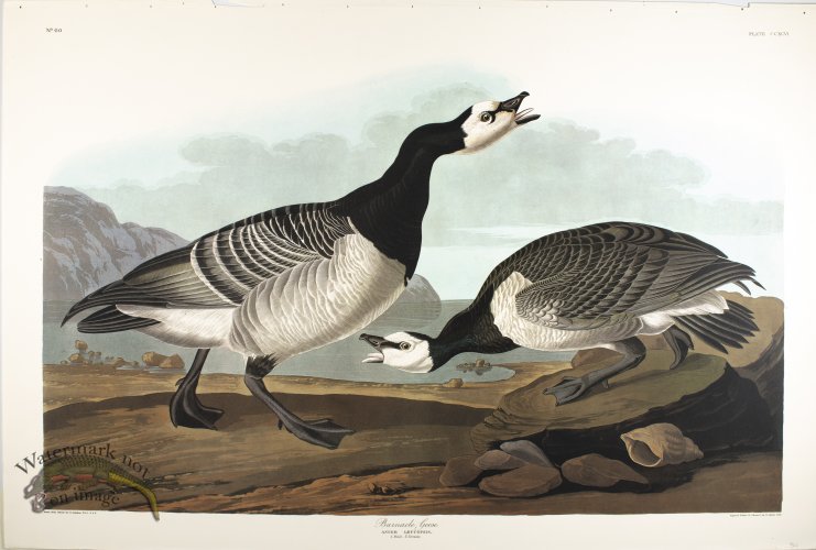 Barnacle Goose