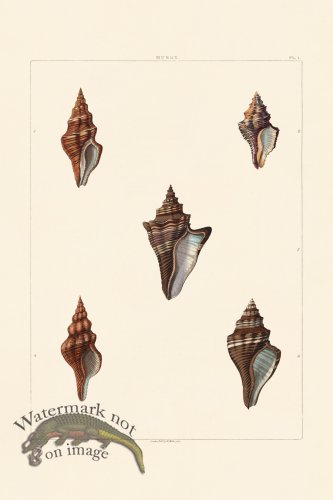 (image for) Perry Shell 01