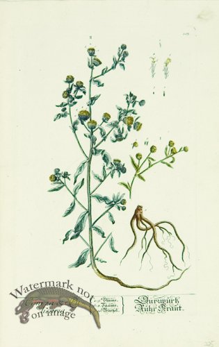 (image for) Blackwell German 093