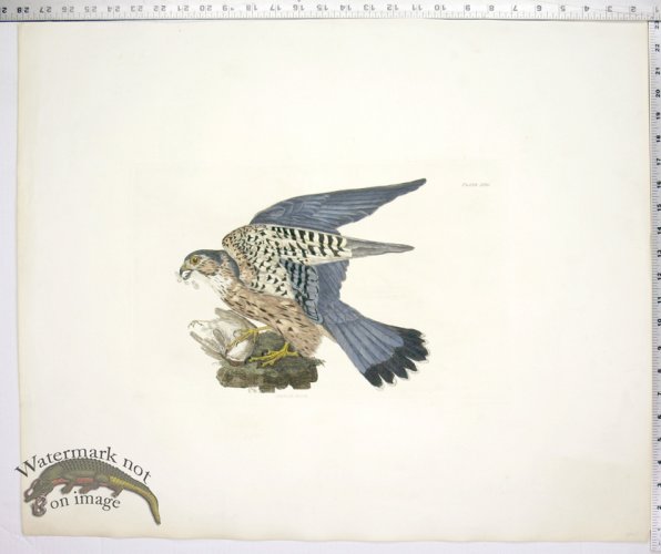 (image for) Merlin Female