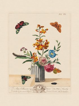 Moses Harris Insects 40