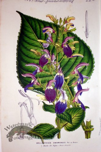 (image for) Botanical
