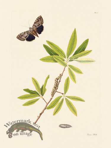 (image for) Abbot Butterfly 091