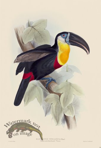 (image for) Sulphur and white breasted Toucan