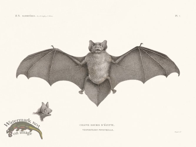 (image for) Bats of the World 07