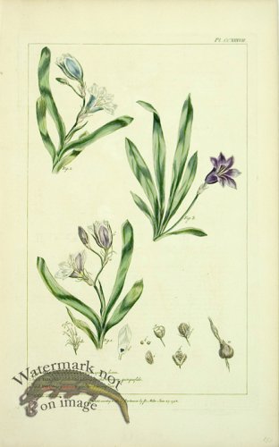 (image for) Philip Miller 048