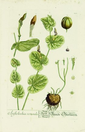 Blackwell German 230