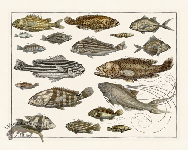 (image for) Seba B2 027 Fish