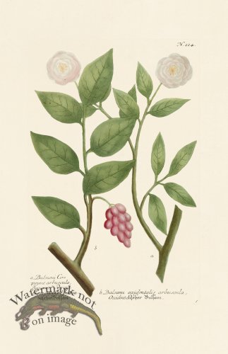 (image for) Weinmann PL 224