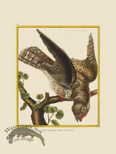 (image for) Martinet Bird 325