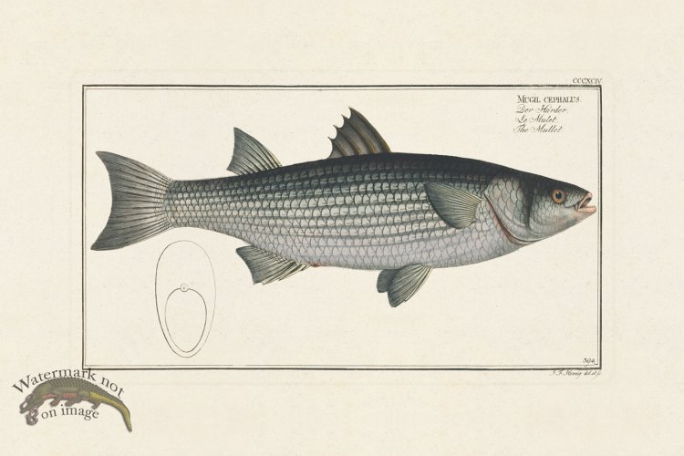 (image for) BLOCH FISH 396