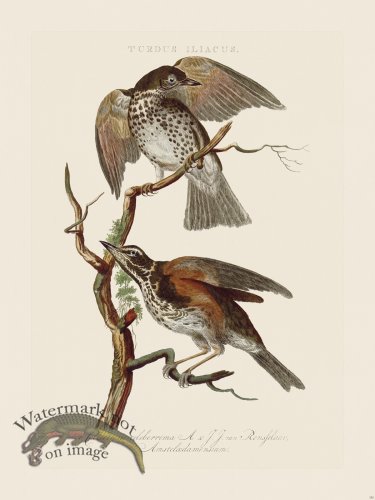 (image for) Nozeman Bird 152