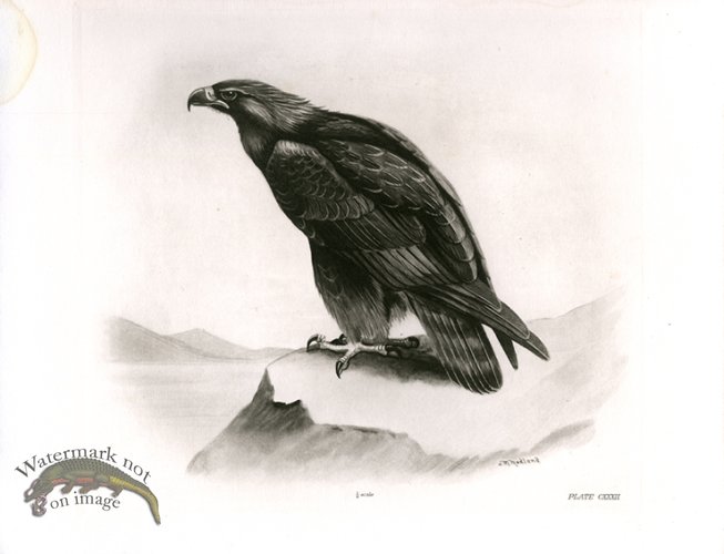 (image for) Bird 34 GOLDEN EAGLE