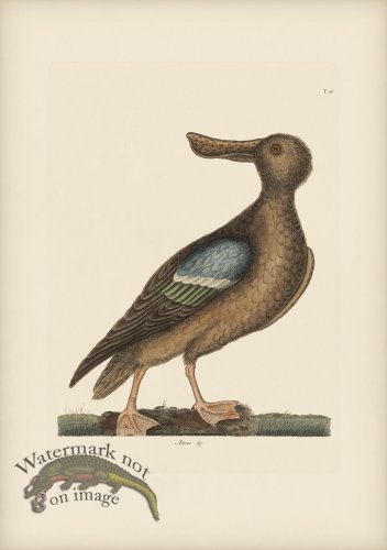 (image for) 096 Blue Winged Shoveler