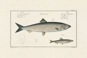 (image for) BLOCH FISH 029