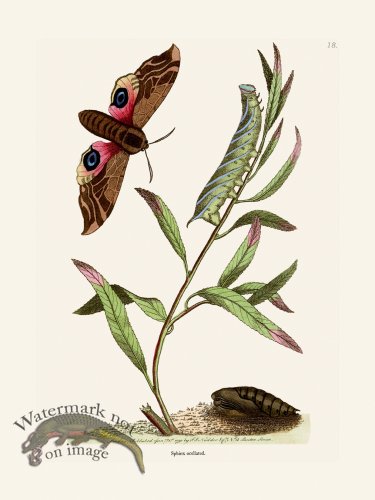 (image for) 018 Sphinx Ocellated