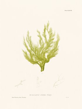 Bradbury Seaweed 178