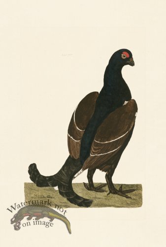 (image for) Pennant Zoology 109