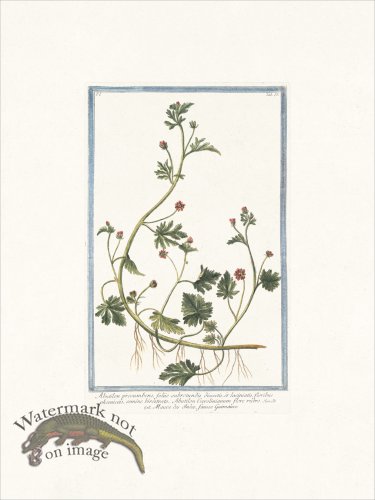 (image for) Bonelli 053 flowering maple.