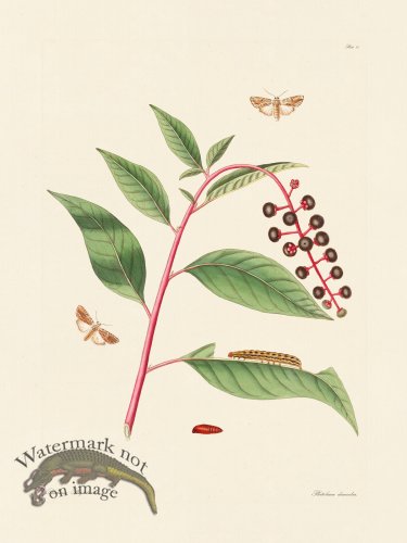 (image for) Abbot Butterfly 097