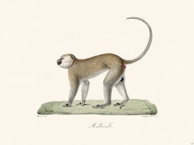 Cuvier 352 Malbrouck