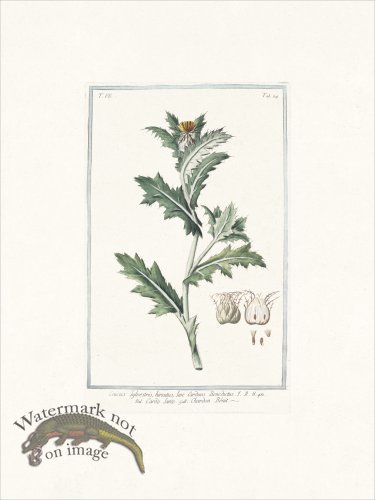 (image for) Bonelli 684 Blessed thistle
