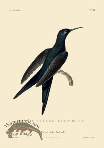 (image for) Humming Bird 25