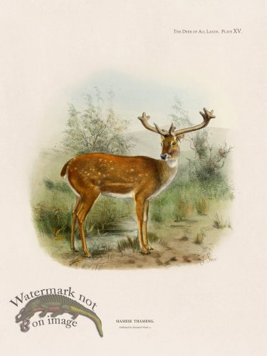 (image for) Lydekker Deer 15