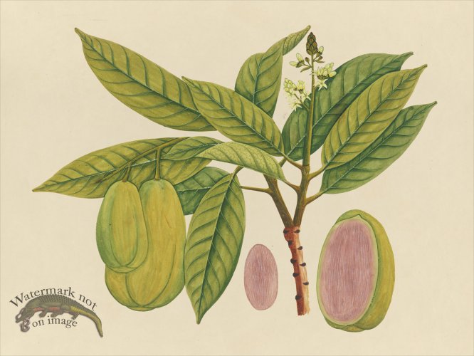 (image for) Far East Fruit and Flowers 27