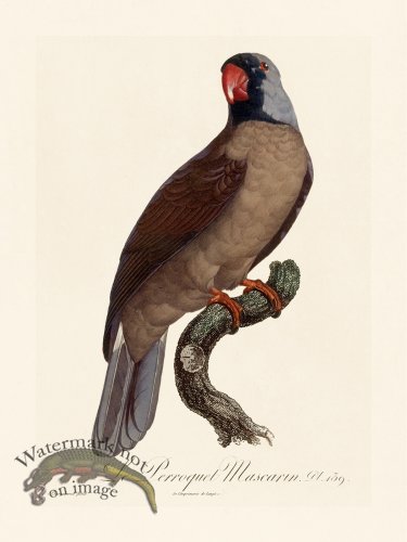 (image for) Barraband Parrot 139