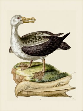 Edwards 088 Albatross