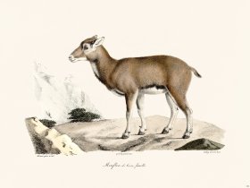 Cuvier 152 Corsican Mouflon