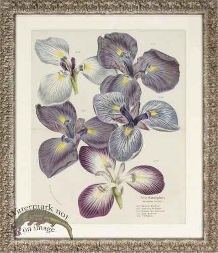 (image for) Van Houtte Iris 02